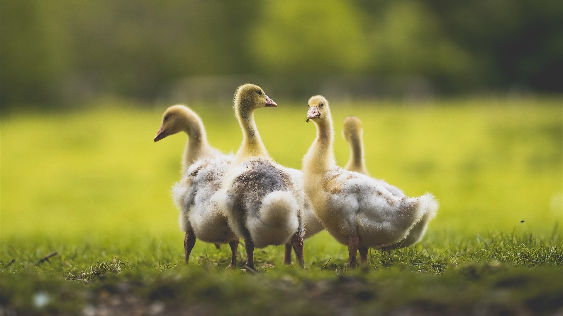 步行者稳扎稳打力克广厦,东契奇关键先生本色尽显